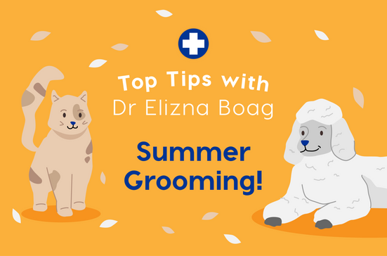 Summer Grooming: Top Five Tips with Dr. Elizna